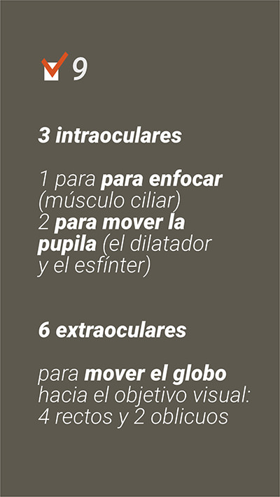 Respuesta - Cuántos músculos tiene el ojo