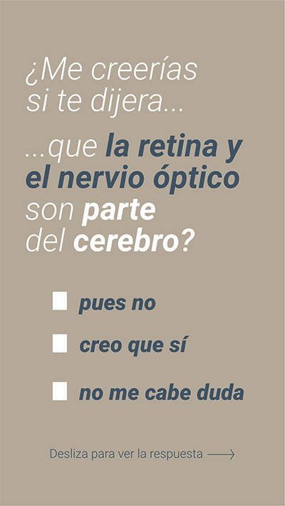 La retina y el cerebro son parte de la retina