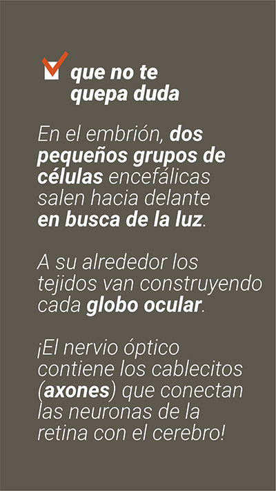 Respuesta. La retina y el nervio óptico son parte del cerebro.