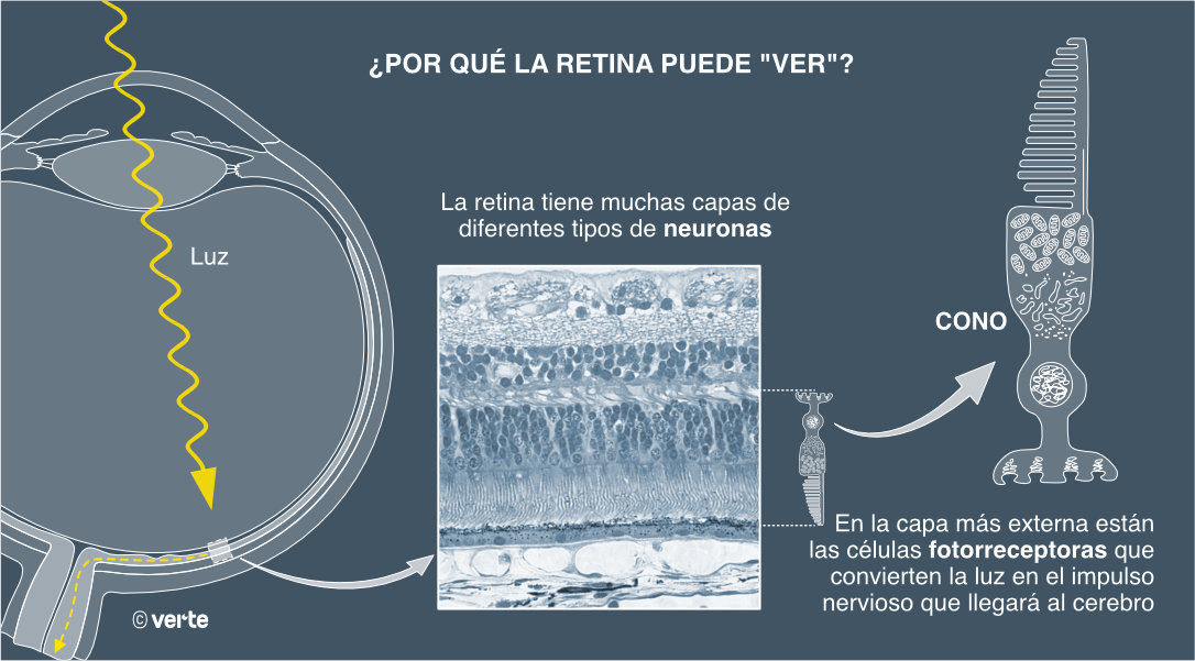 Cómo funciona la retina para poder ver